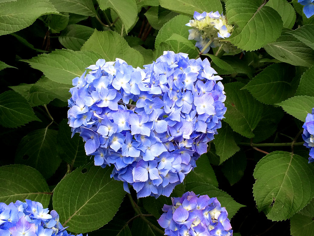 blue flowers